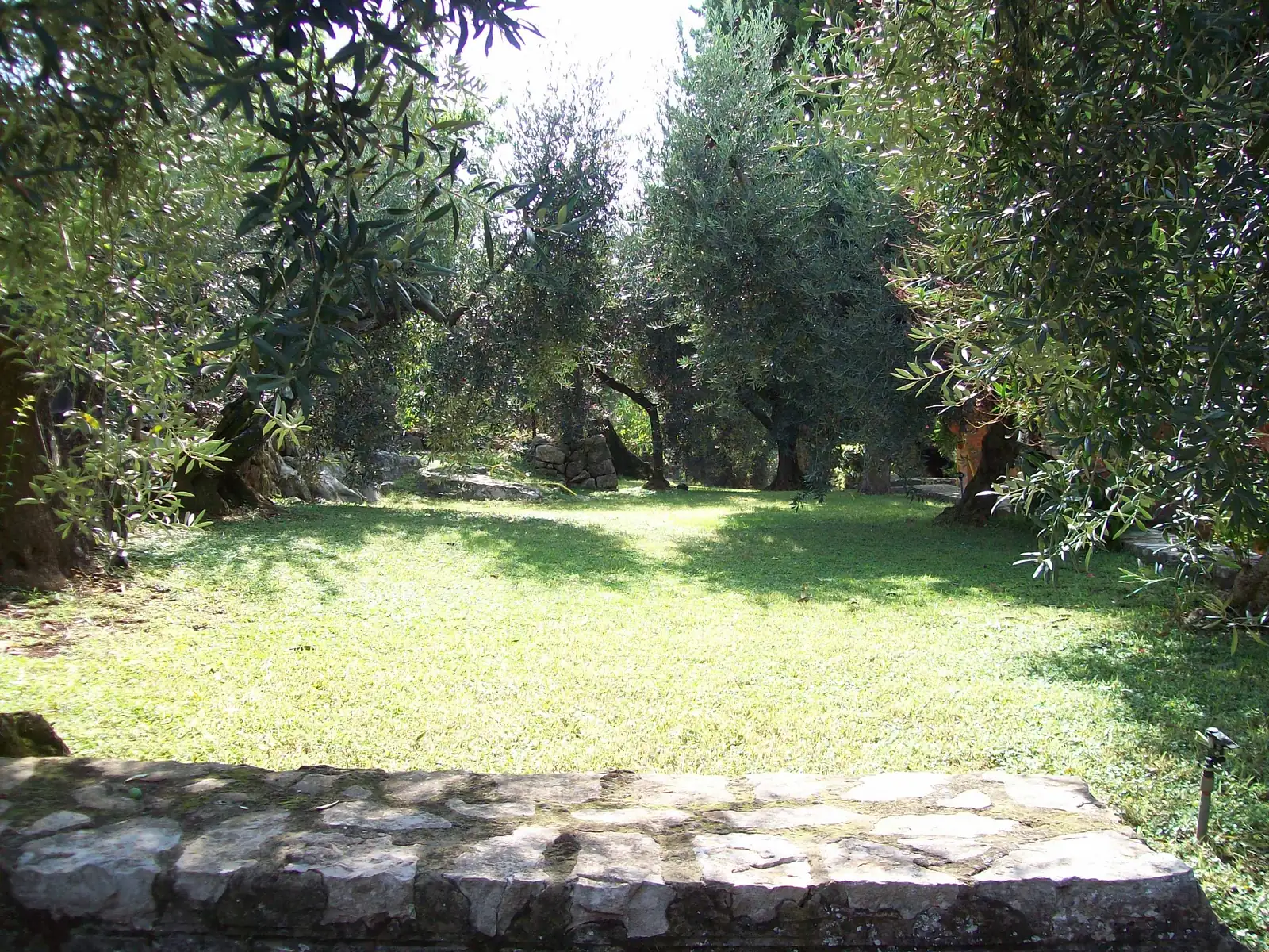 La Locanda del Ruspante Olive harvest