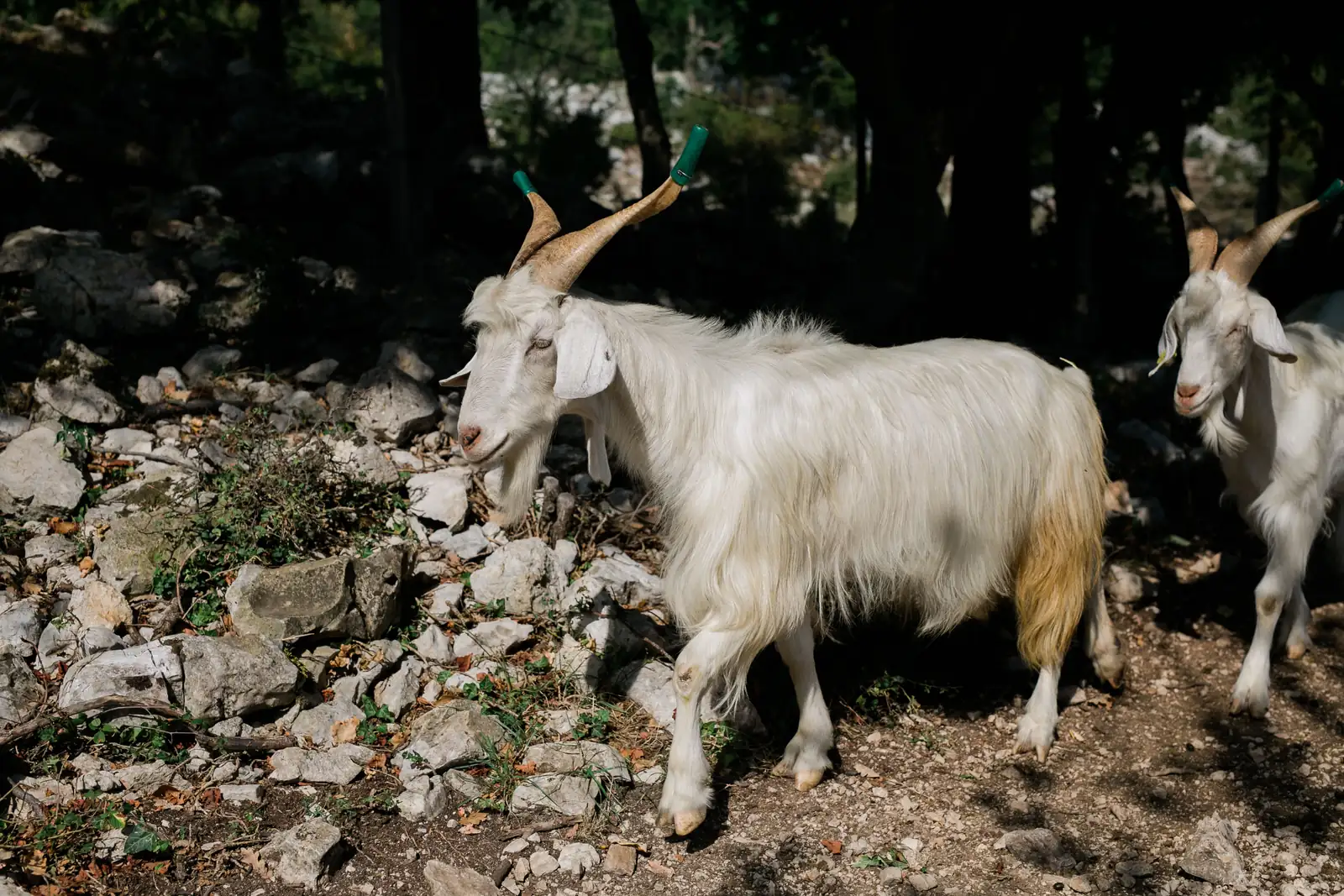 La Locanda del Ruspante Goats