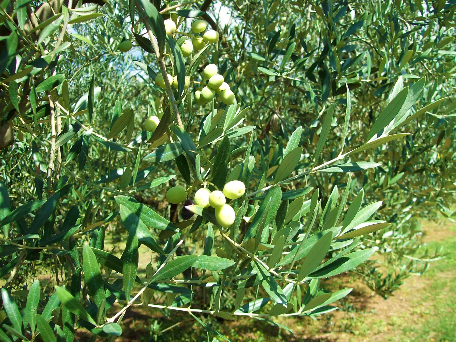 La Locanda del Ruspante Oil and Olives